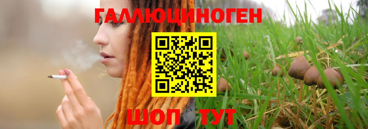 купить наркотик  Галлюциногенные грибы Psilocybine cubensis  Вход с VPN  Саров 